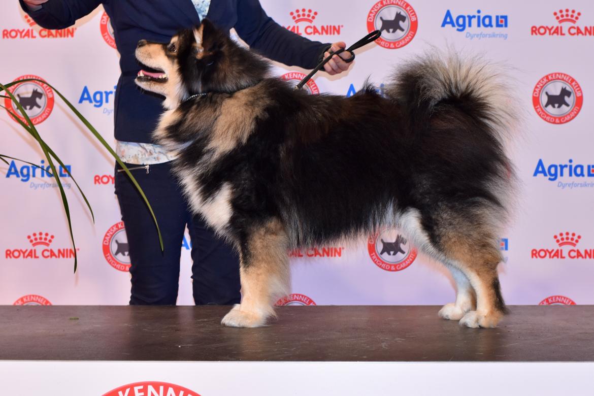 Finsk lapphund Eli - Udstilling Herning 2019 billede 1