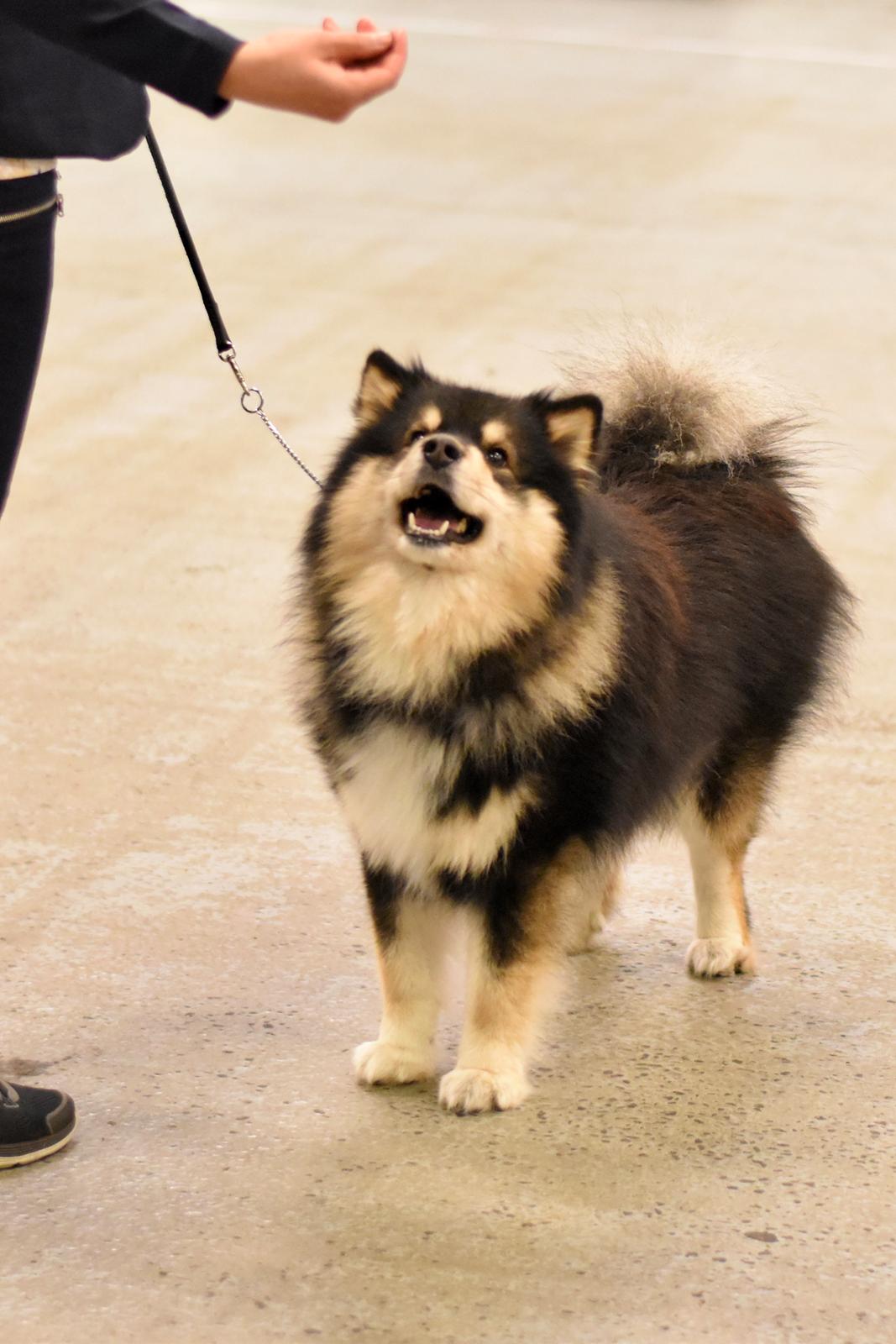 Finsk lapphund Eli billede 2