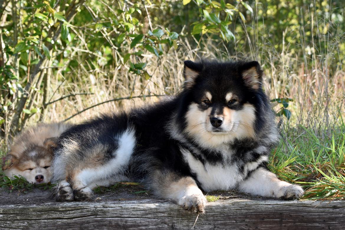 Finsk lapphund Eli billede 6