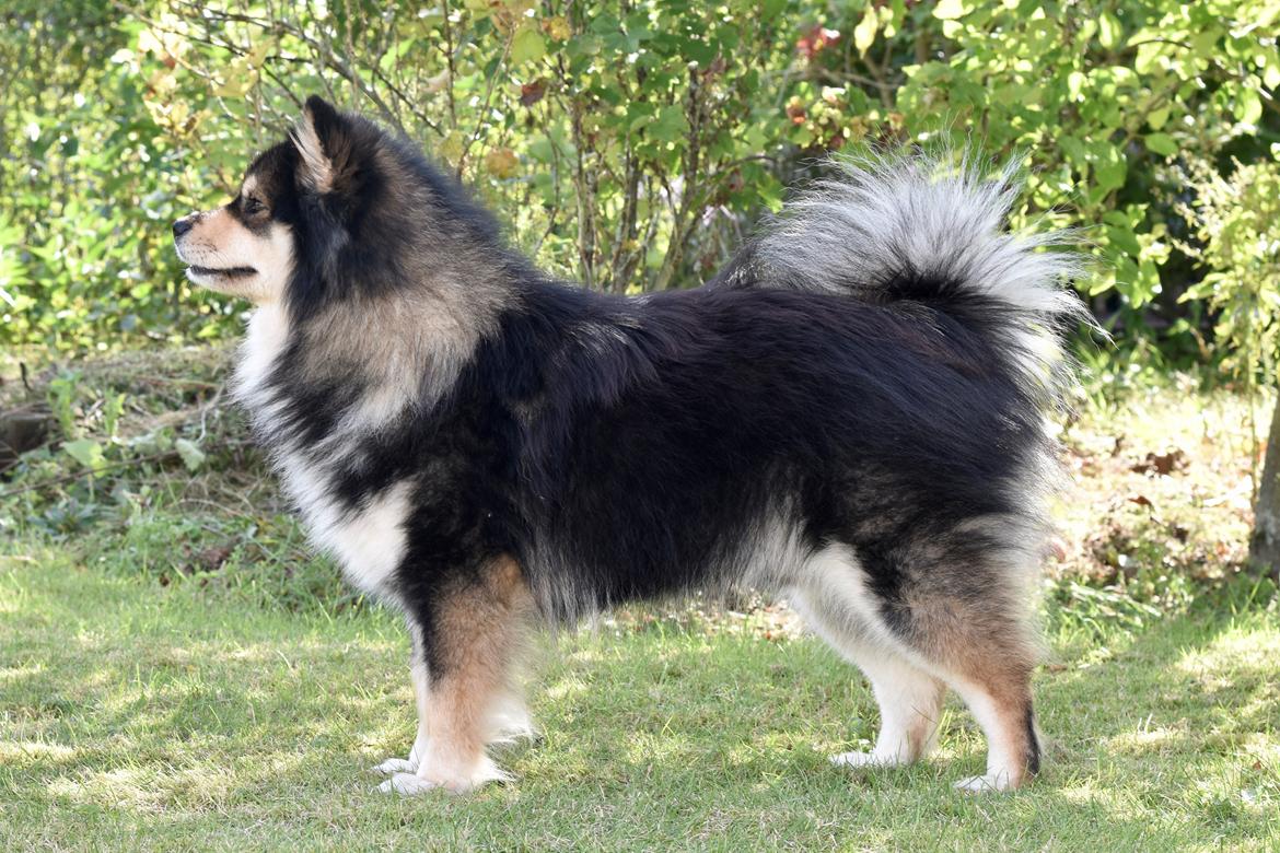 Finsk lapphund Eli billede 5