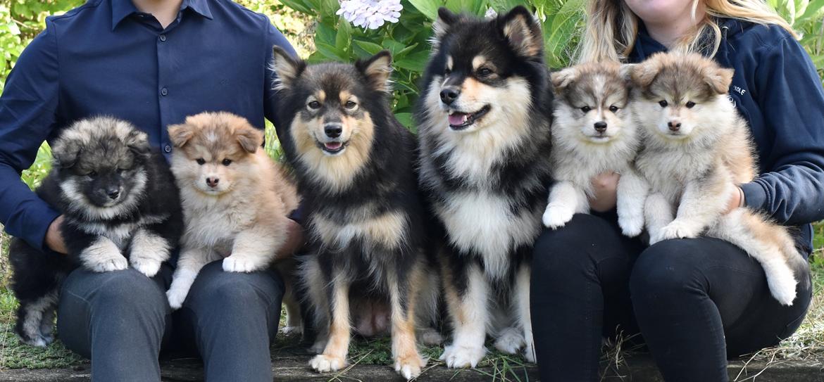 Finsk lapphund Eli - Eli og Silke med deres 4 hvalpe billede 4