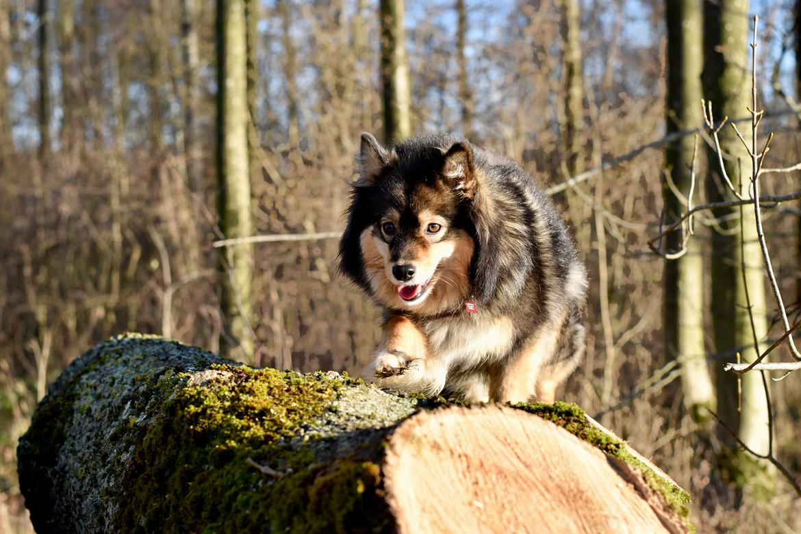 Finsk lapphund Silke  billede 2