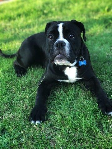 Olde english bulldogge Manse billede 6