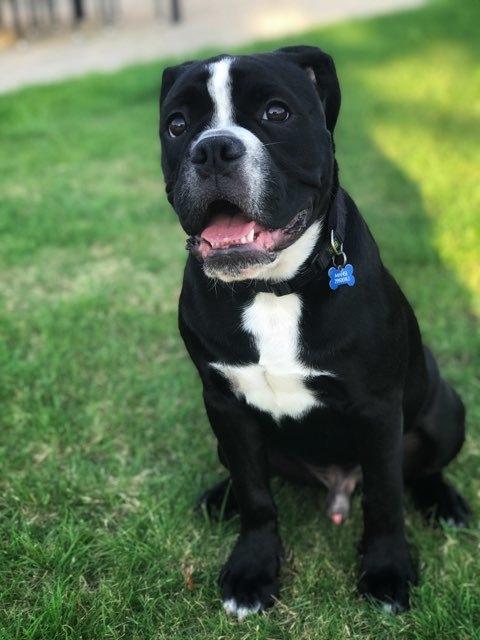 Olde english bulldogge Manse billede 7