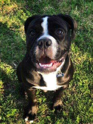 Olde english bulldogge Manse billede 8