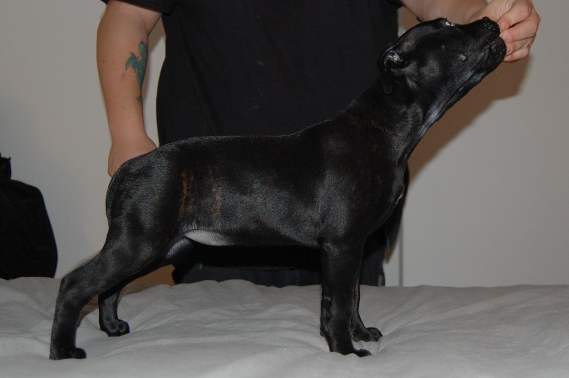 Staffordshire bull terrier Kida - Kida pigen 13 uger gammel og øver stå billede 26