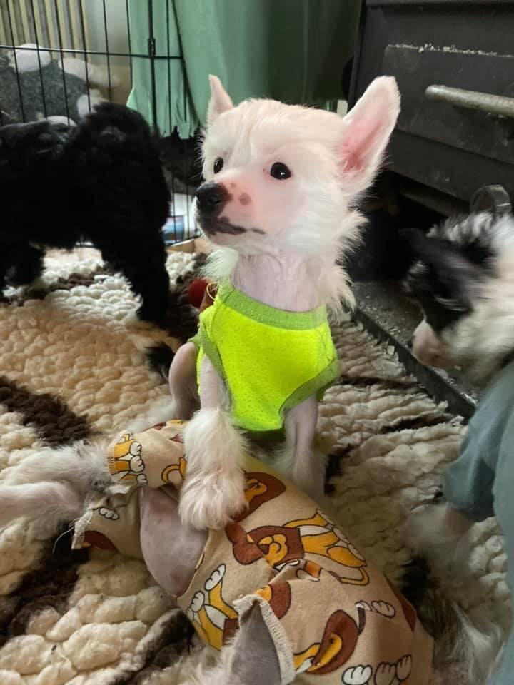 Chinese crested hårløs Freddie - 8 uger billede 8