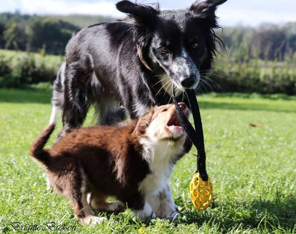 Border collie My forward BC Jill&Fønix Zoey billede 1