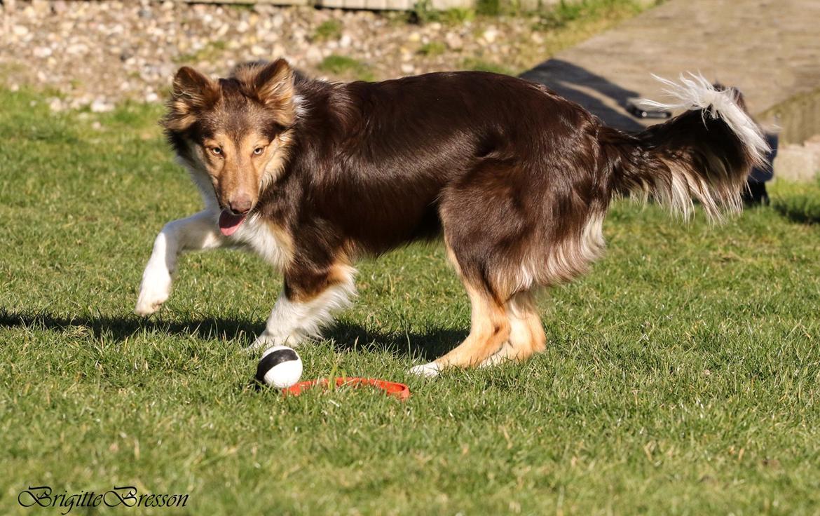 Border collie My forward BC Jill&Fønix Zoey billede 2