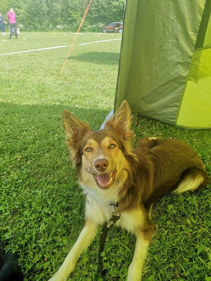 Border collie My forward BC Jill&Fønix Zoey billede 3