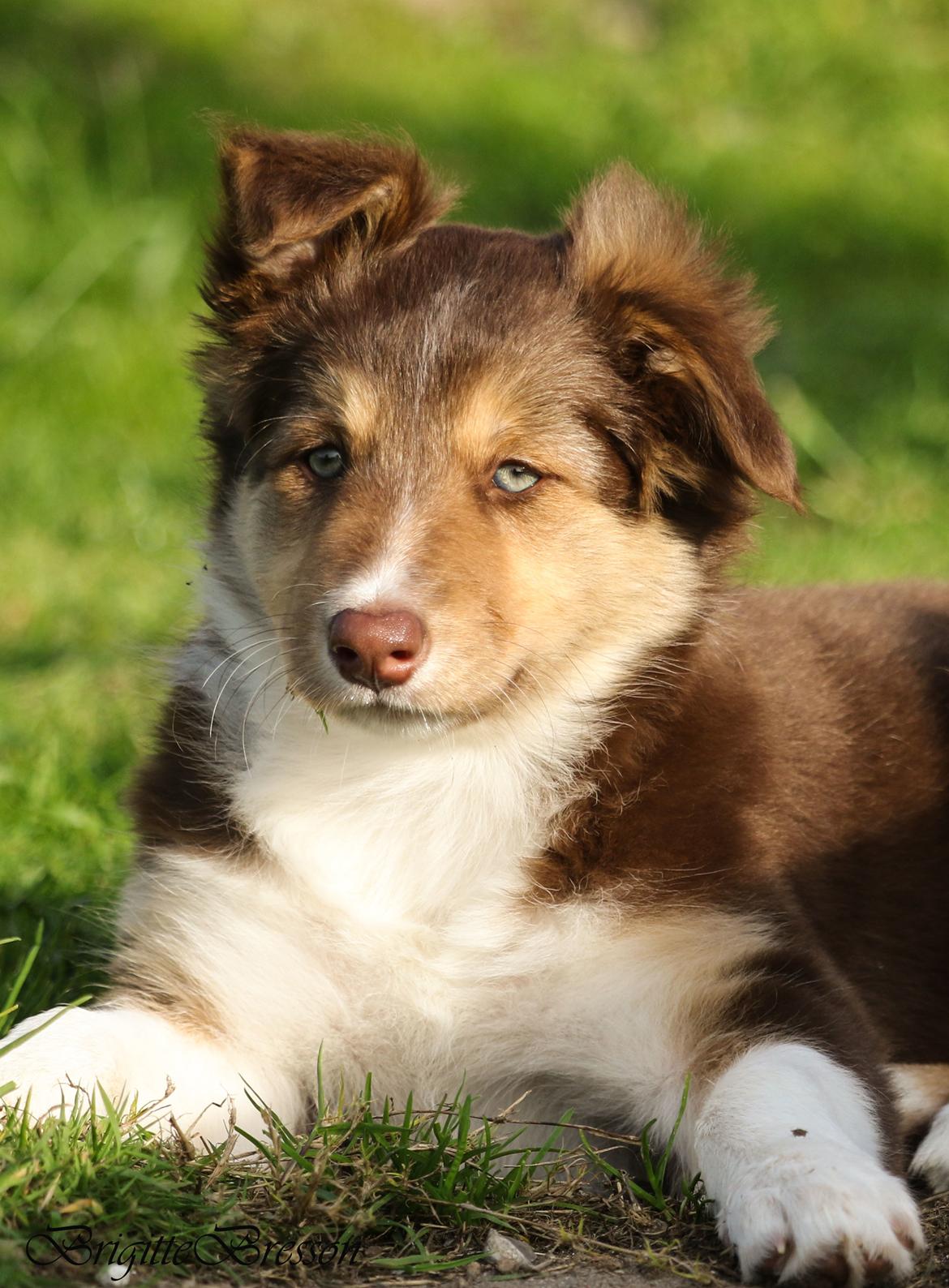 Border collie My forward BC Jill&Fønix Zoey billede 4