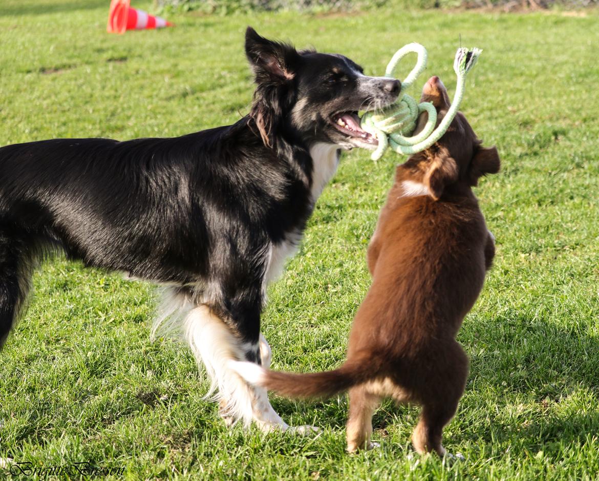 Border collie My forward BC Jill&Fønix Zoey billede 6