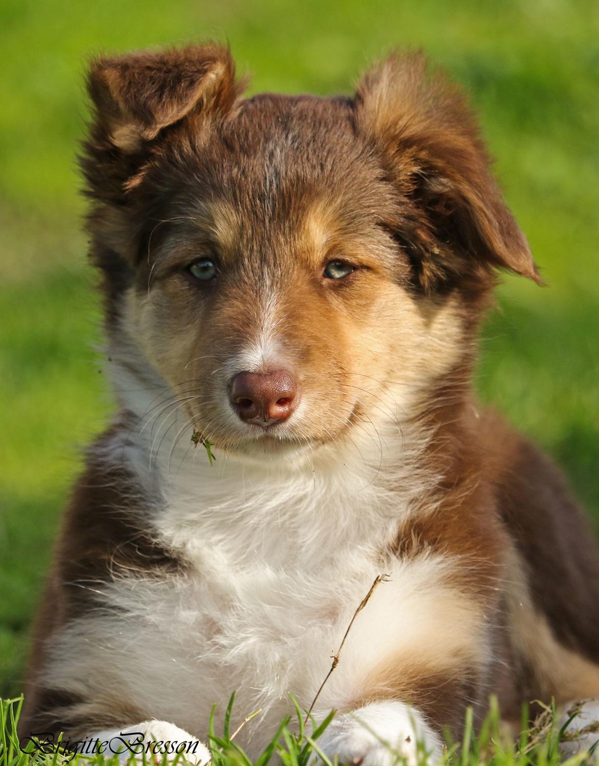 Border collie My forward BC Jill&Fønix Zoey billede 7