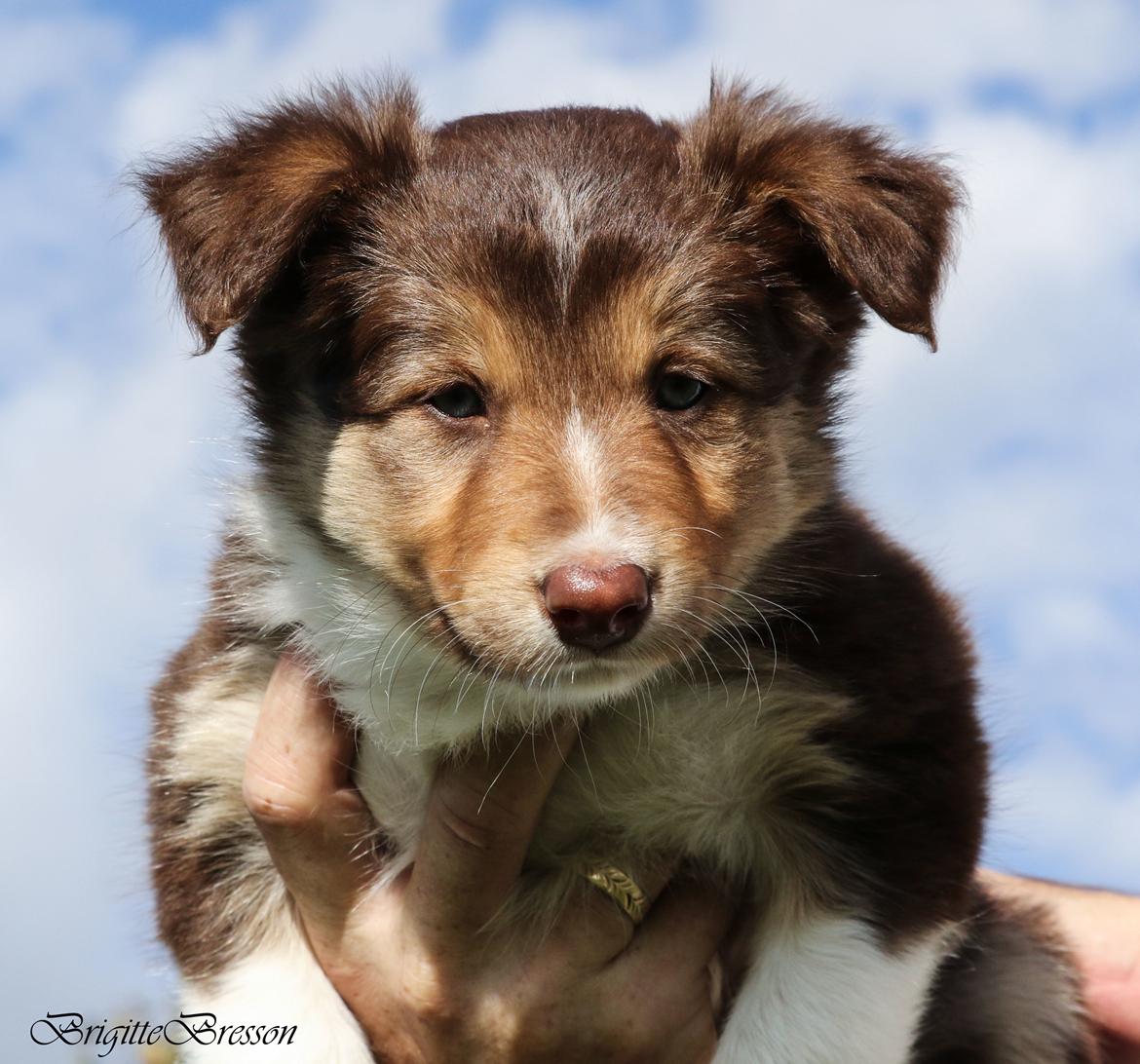 Border collie My forward BC Jill&Fønix Zoey billede 8