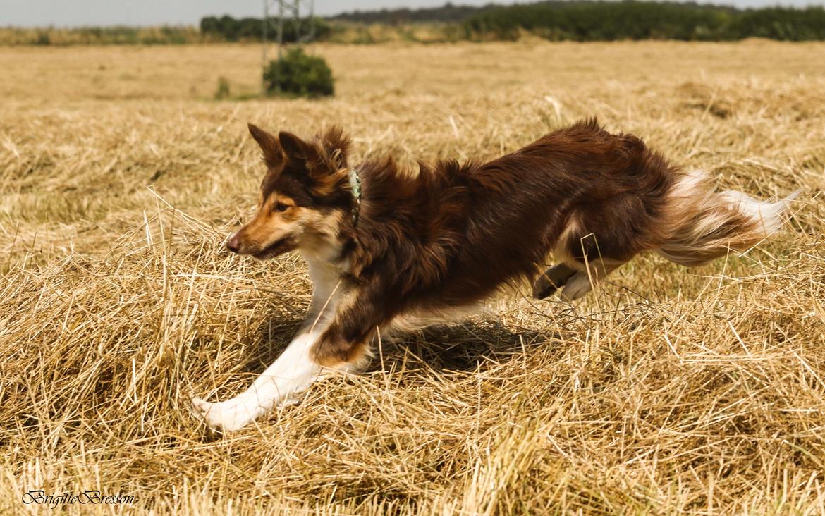 Border collie My forward BC Jill&Fønix Zoey billede 13