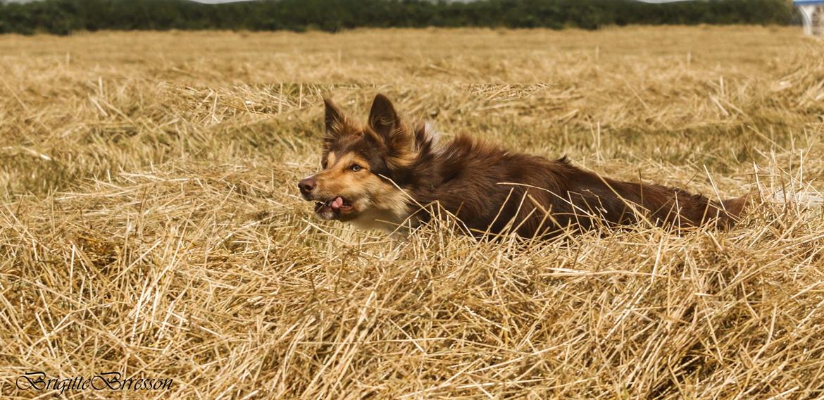 Border collie My forward BC Jill&Fønix Zoey billede 14