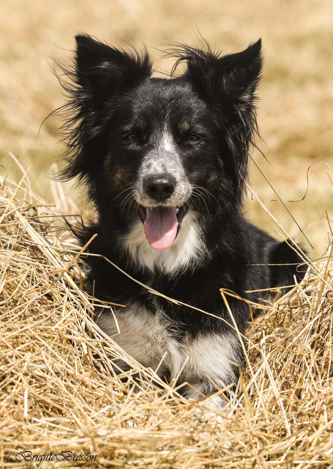 Border collie Skjernå Bordercollie Jill billede 40