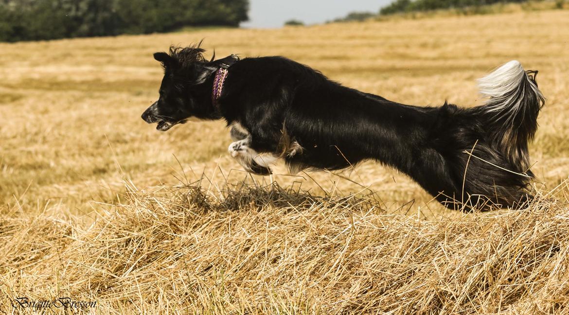 Border collie Skjernå Bordercollie Jill billede 41