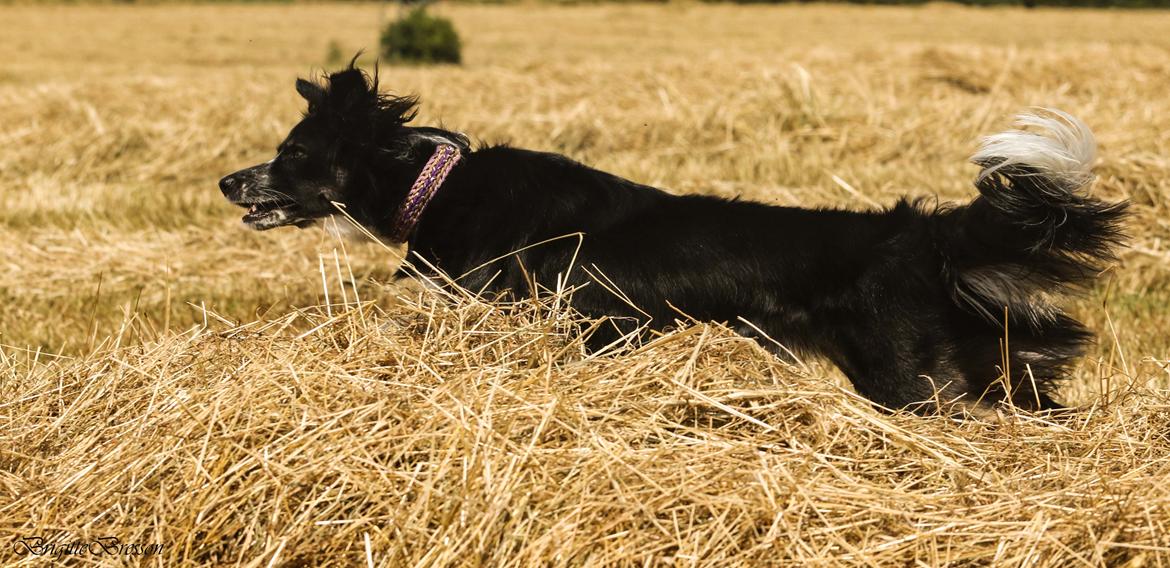 Border collie Skjernå Bordercollie Jill billede 42