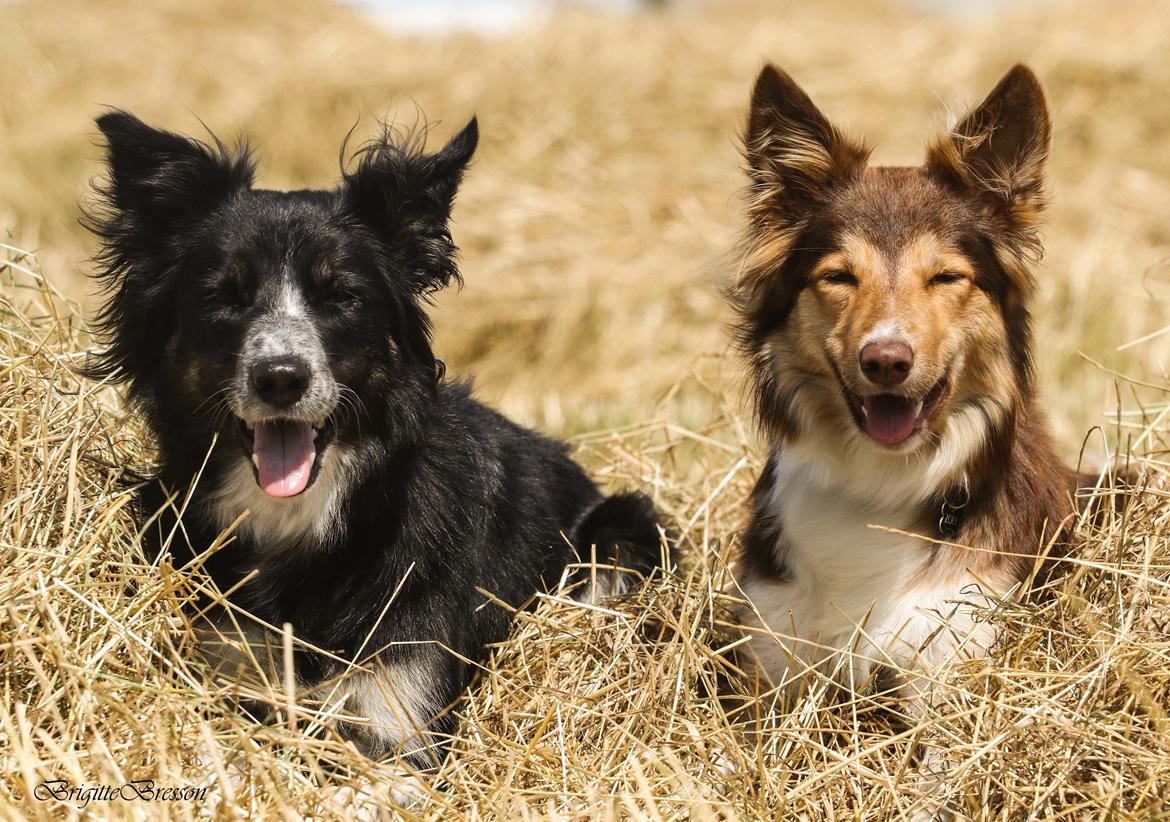 Border collie Skjernå Bordercollie Jill billede 43