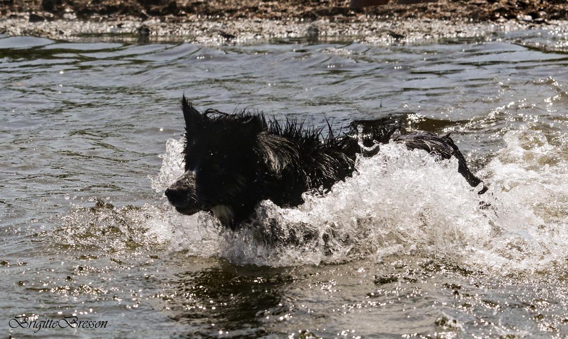 Border collie Skjernå Bordercollie Jill billede 44