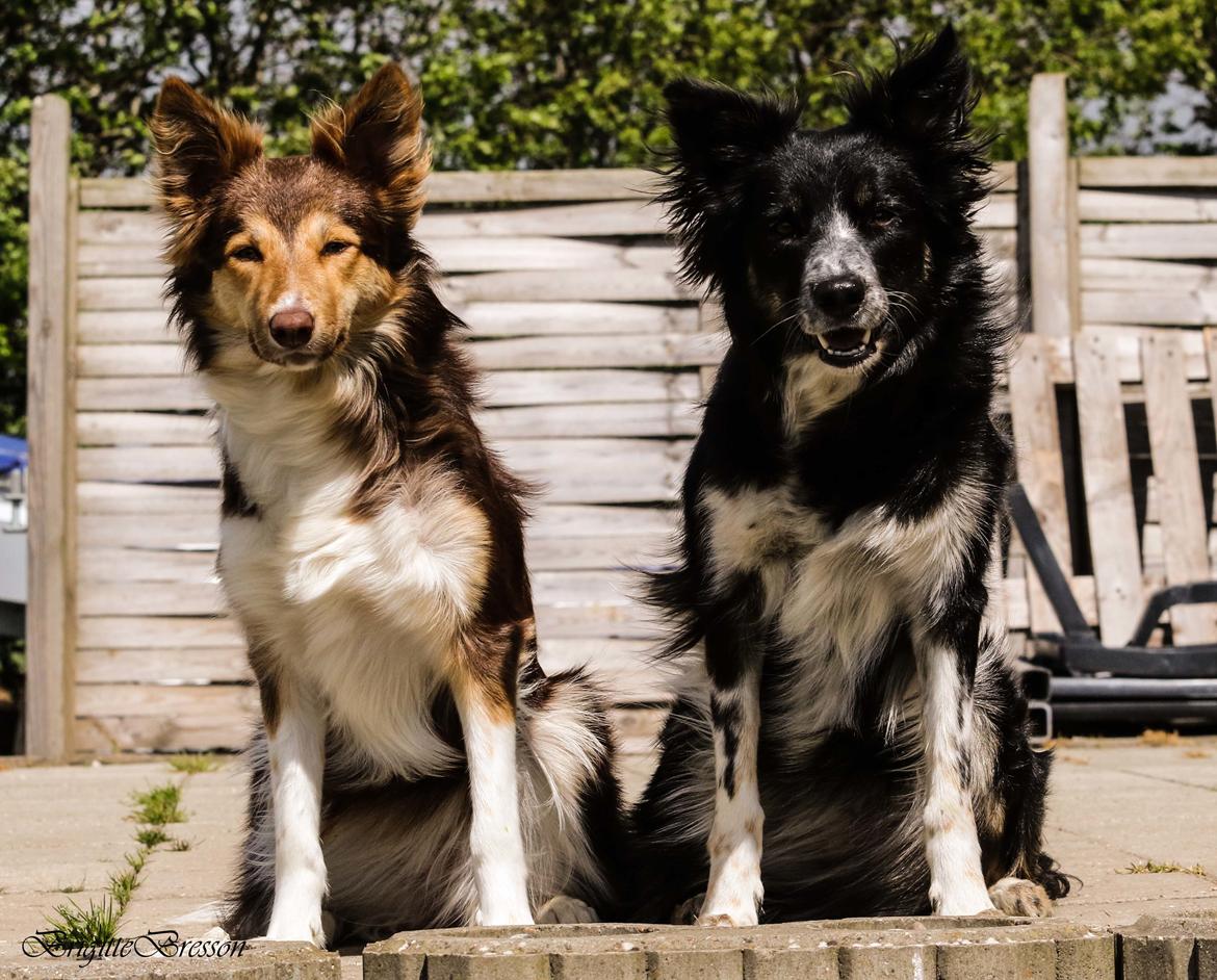 Border collie Skjernå Bordercollie Jill billede 45