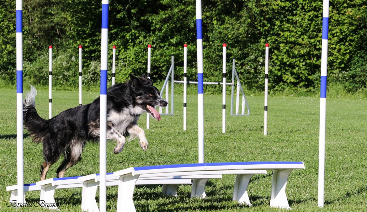 Border collie Skjernå Bordercollie Jill billede 47