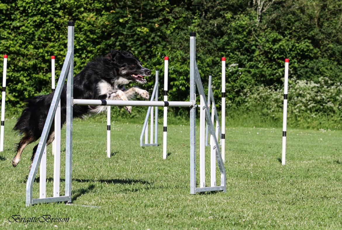 Border collie Skjernå Bordercollie Jill billede 48
