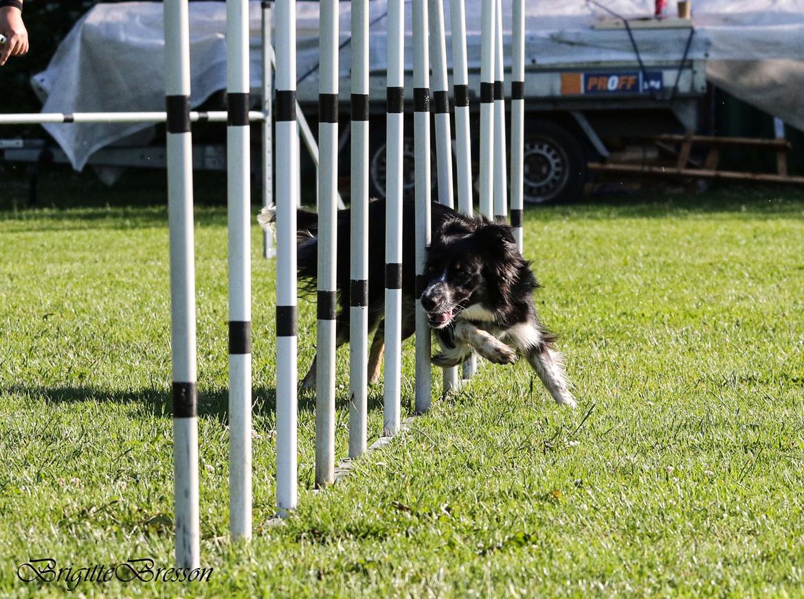 Border collie Skjernå Bordercollie Jill billede 49