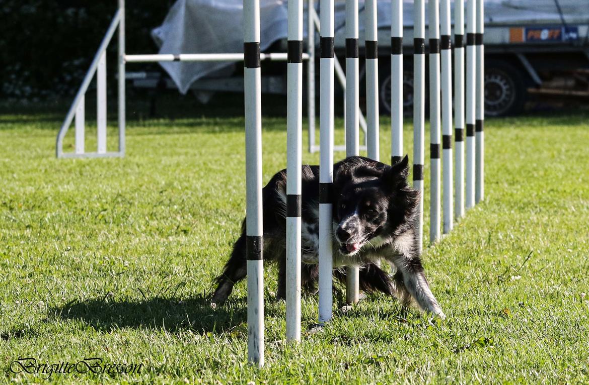 Border collie Skjernå Bordercollie Jill billede 50