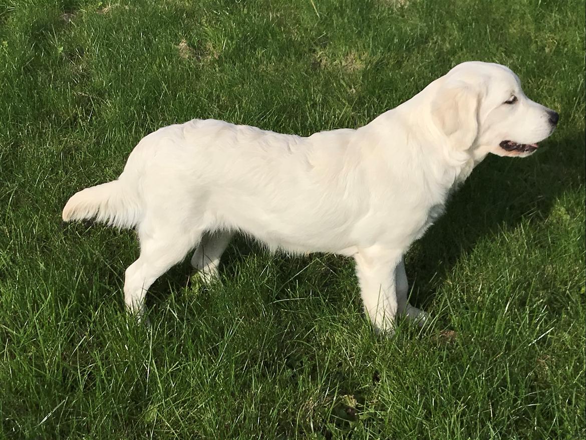 Golden retriever Golden Little Star Miss. Bina billede 1