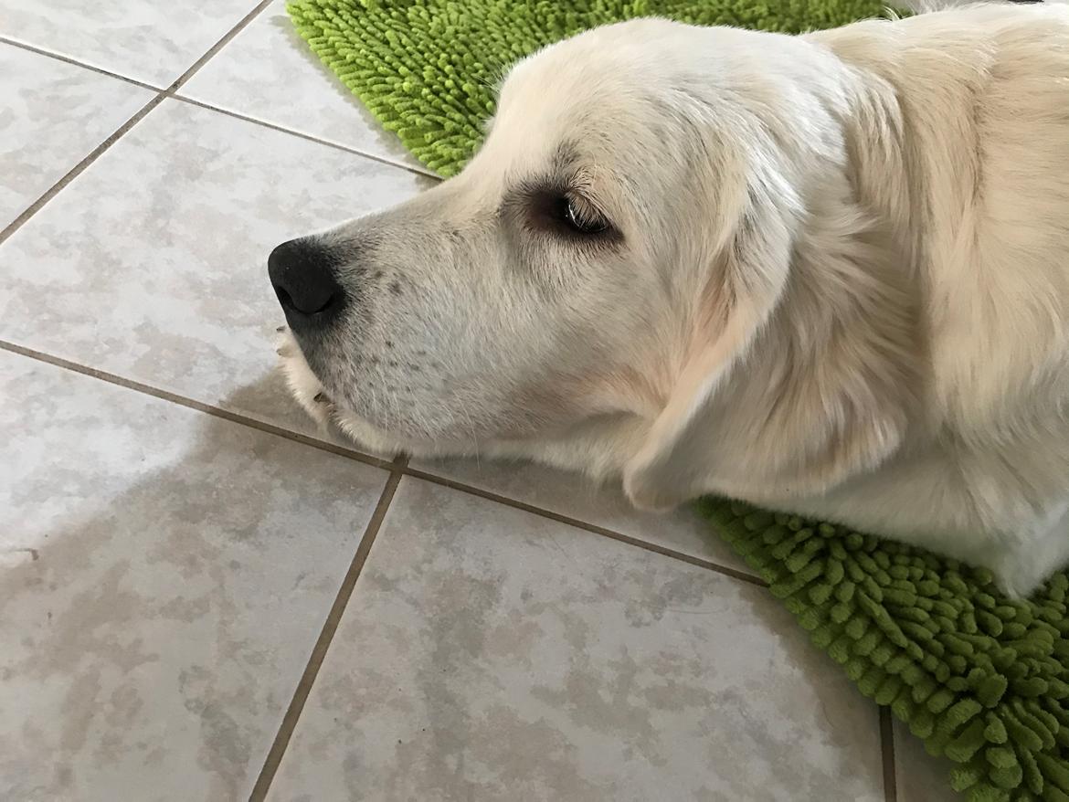 Golden retriever Golden Little Star Miss. Bina billede 3