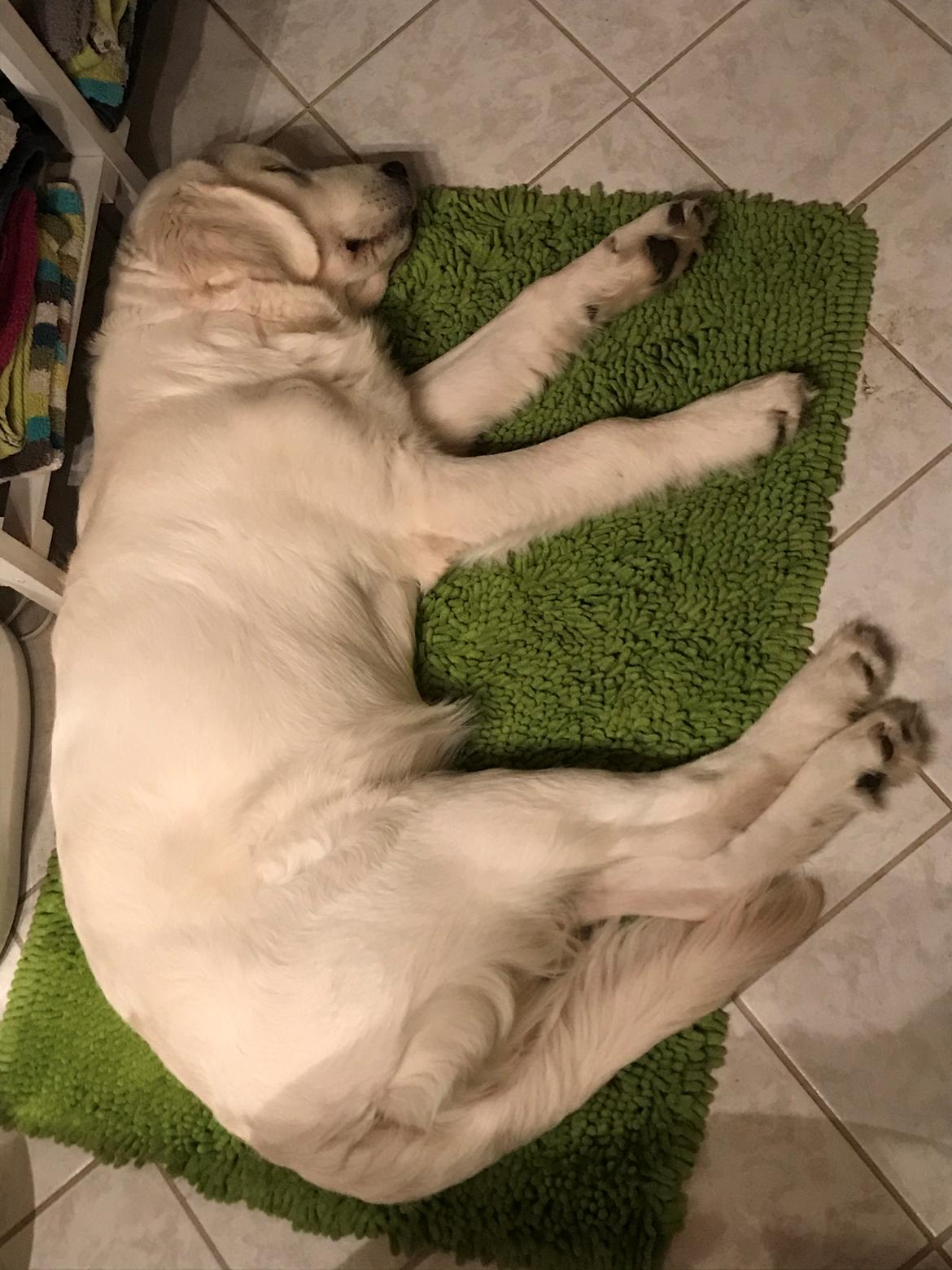 Golden retriever Golden Little Star Miss. Bina billede 4