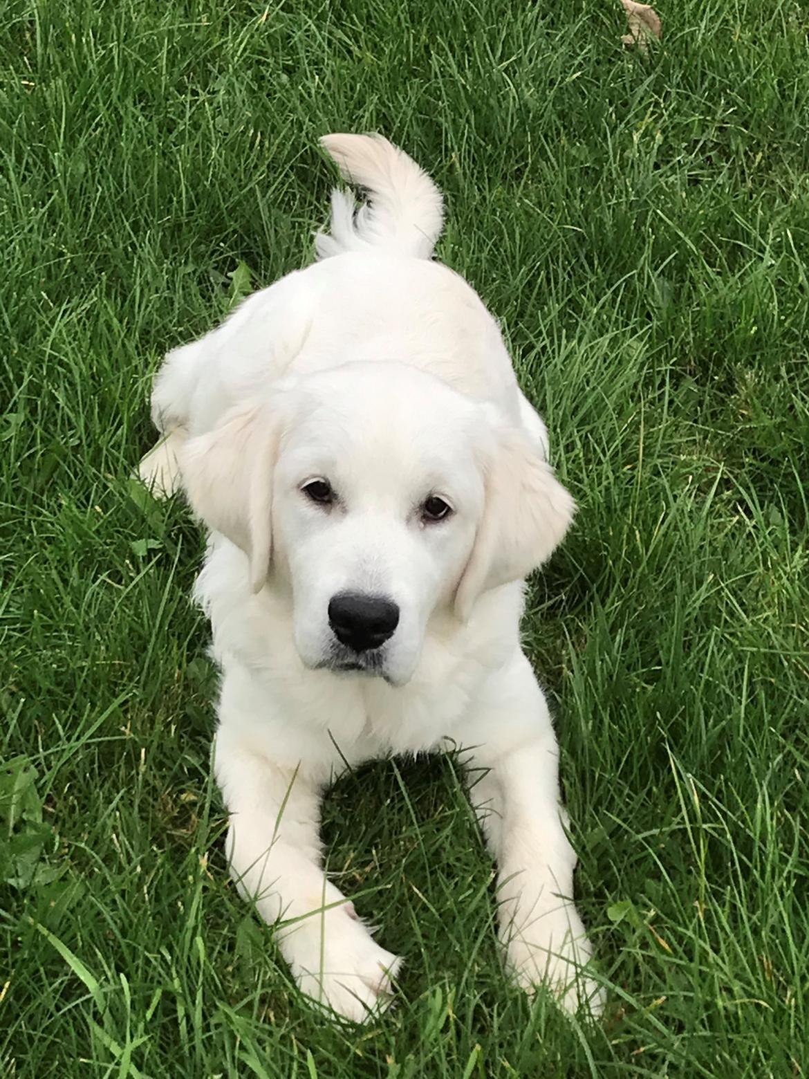 Golden retriever Golden Little Star Miss. Bina billede 5