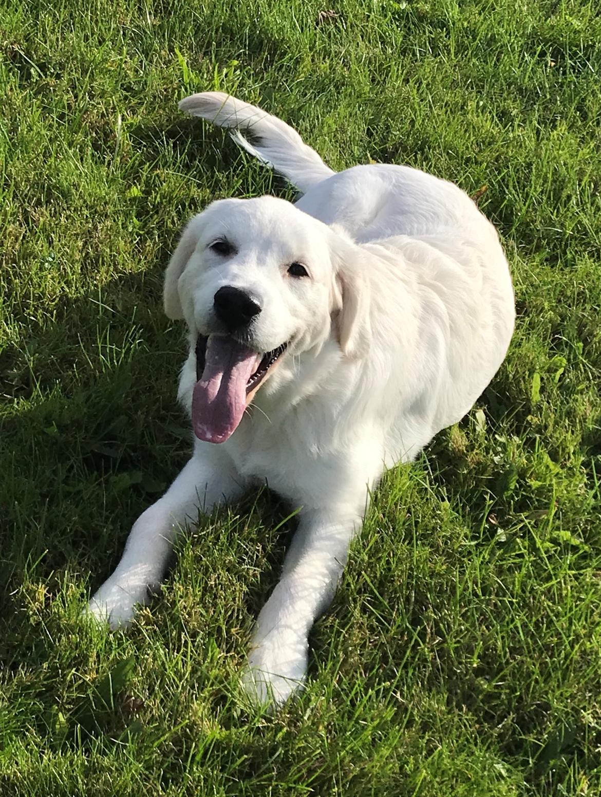 Golden retriever Golden Little Star Miss. Bina billede 2