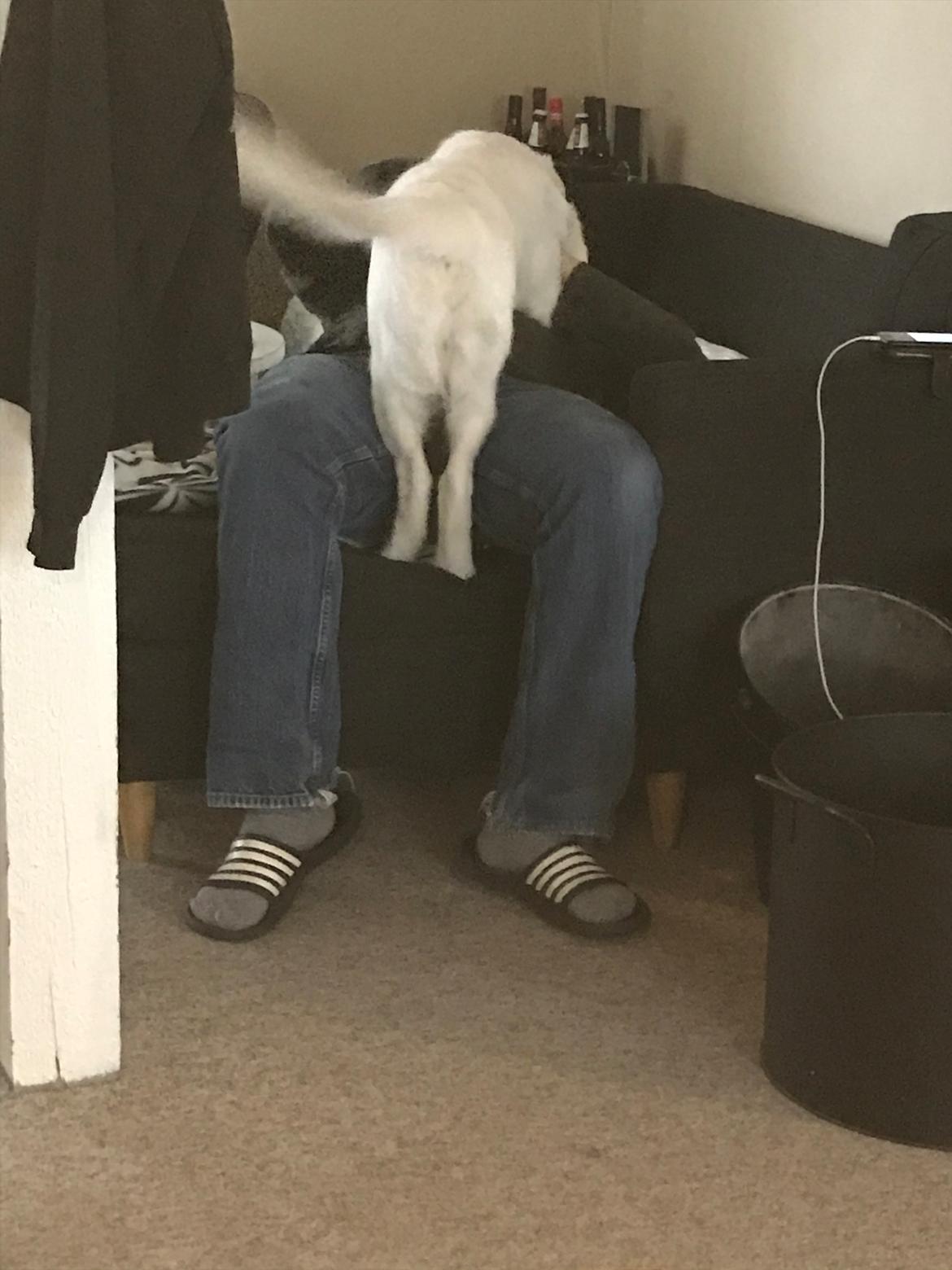 Golden retriever Golden Little Star Miss. Bina billede 8