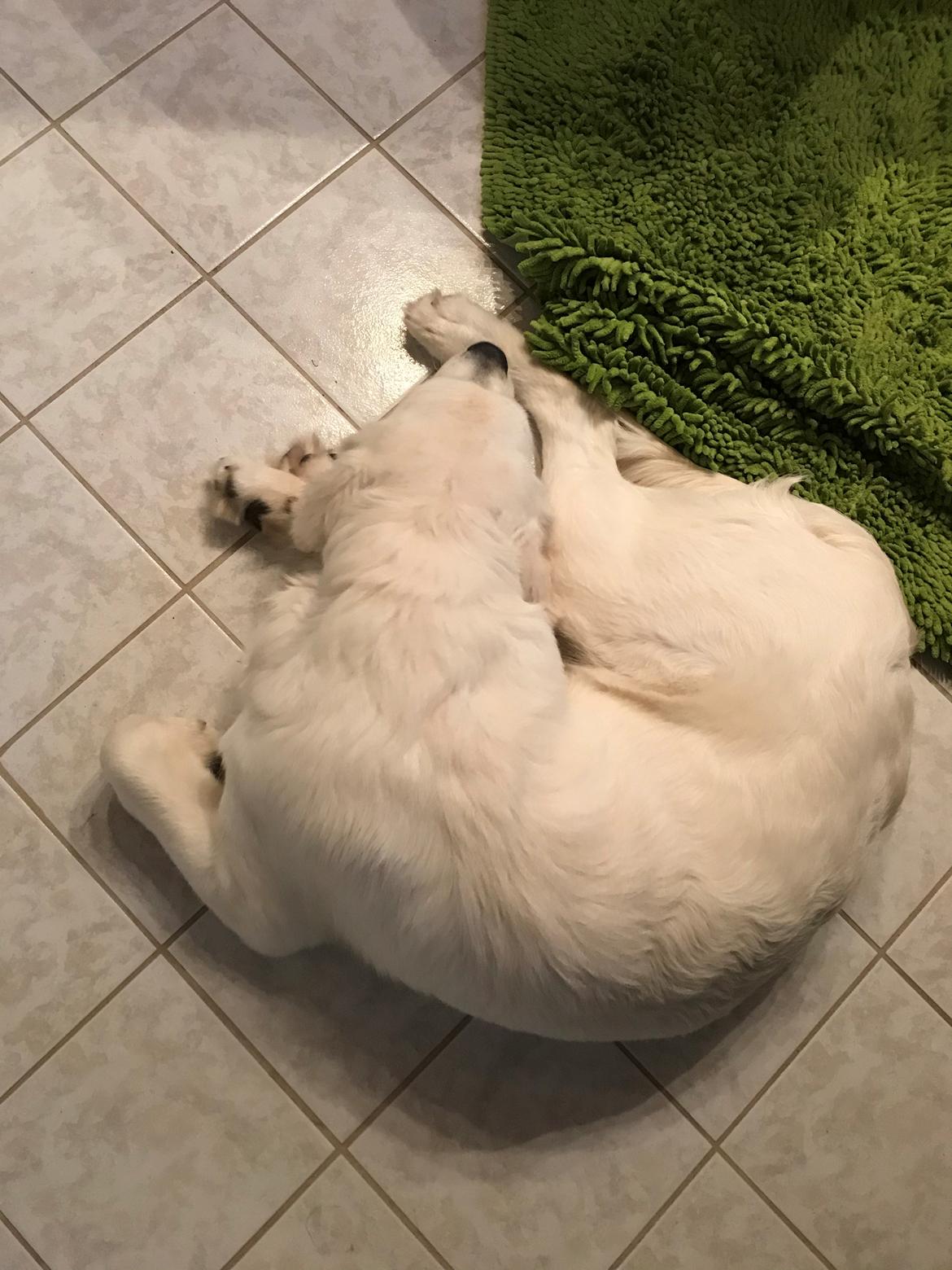 Golden retriever Golden Little Star Miss. Bina billede 6