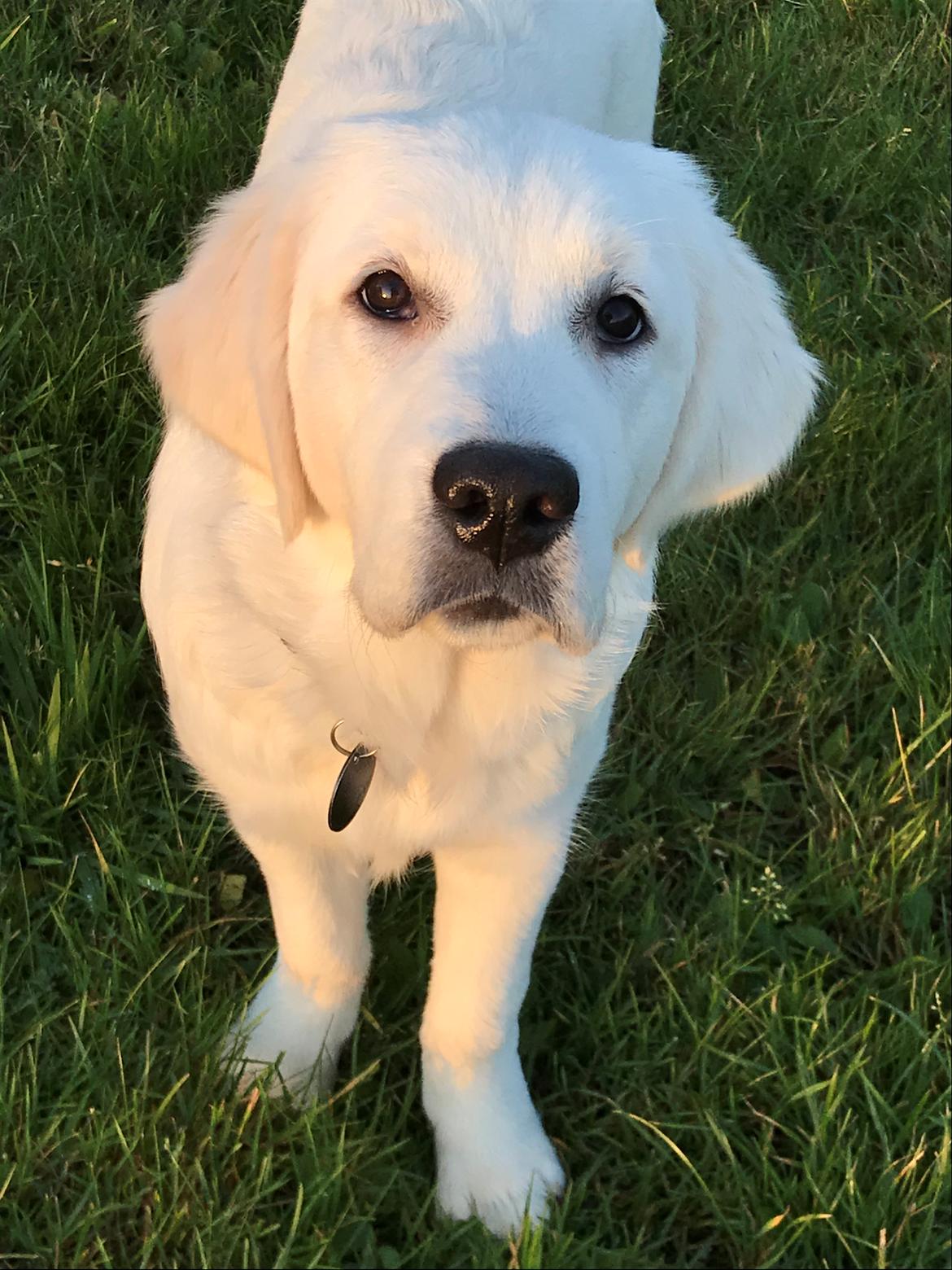 Golden retriever Golden Little Star Miss. Bina billede 12
