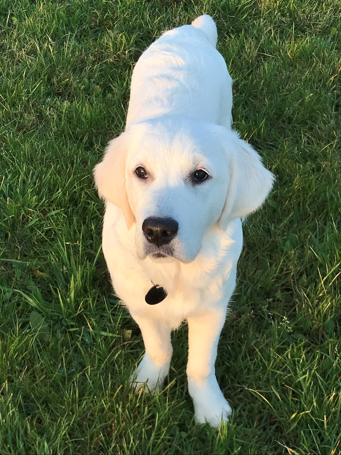 Golden retriever Golden Little Star Miss. Bina billede 13