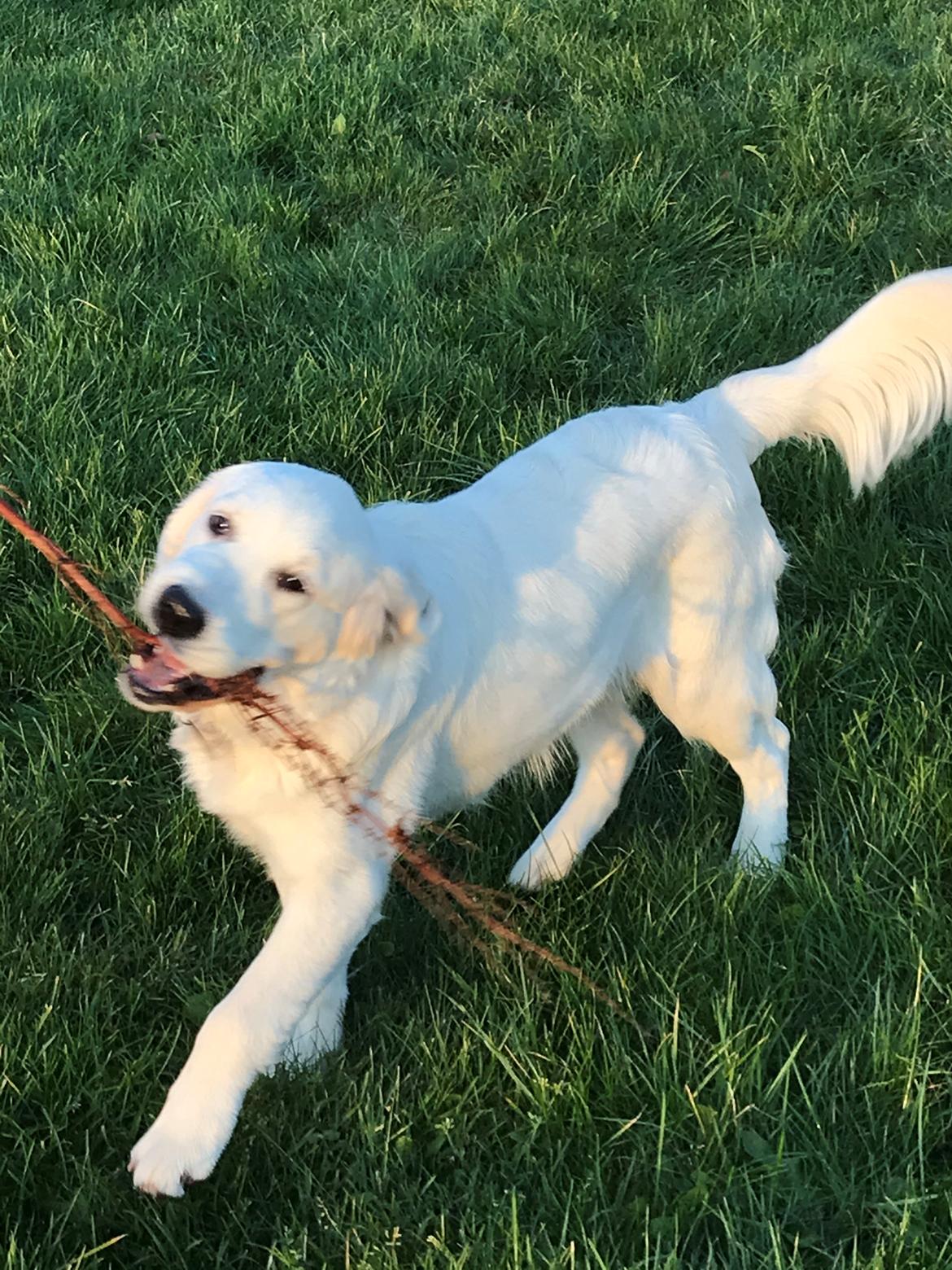 Golden retriever Golden Little Star Miss. Bina billede 9