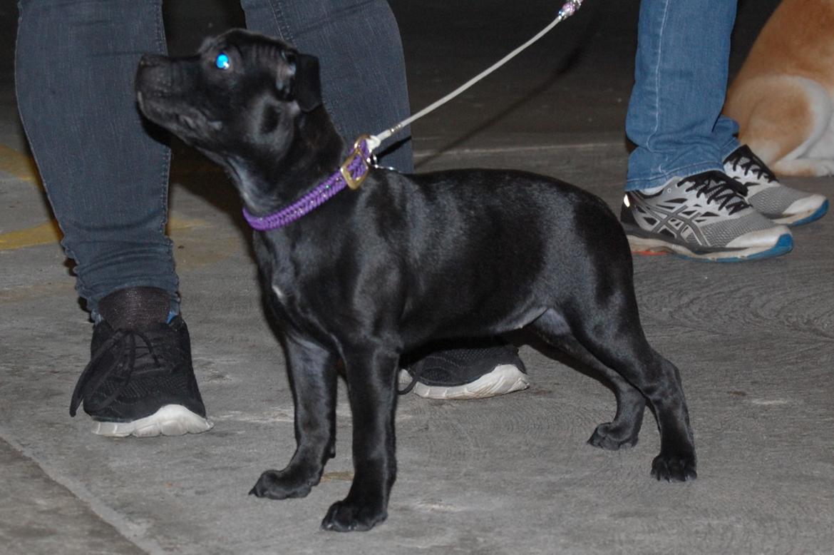 Staffordshire bull terrier Kida - Til ringtræning D. 11/11-19 billede 27