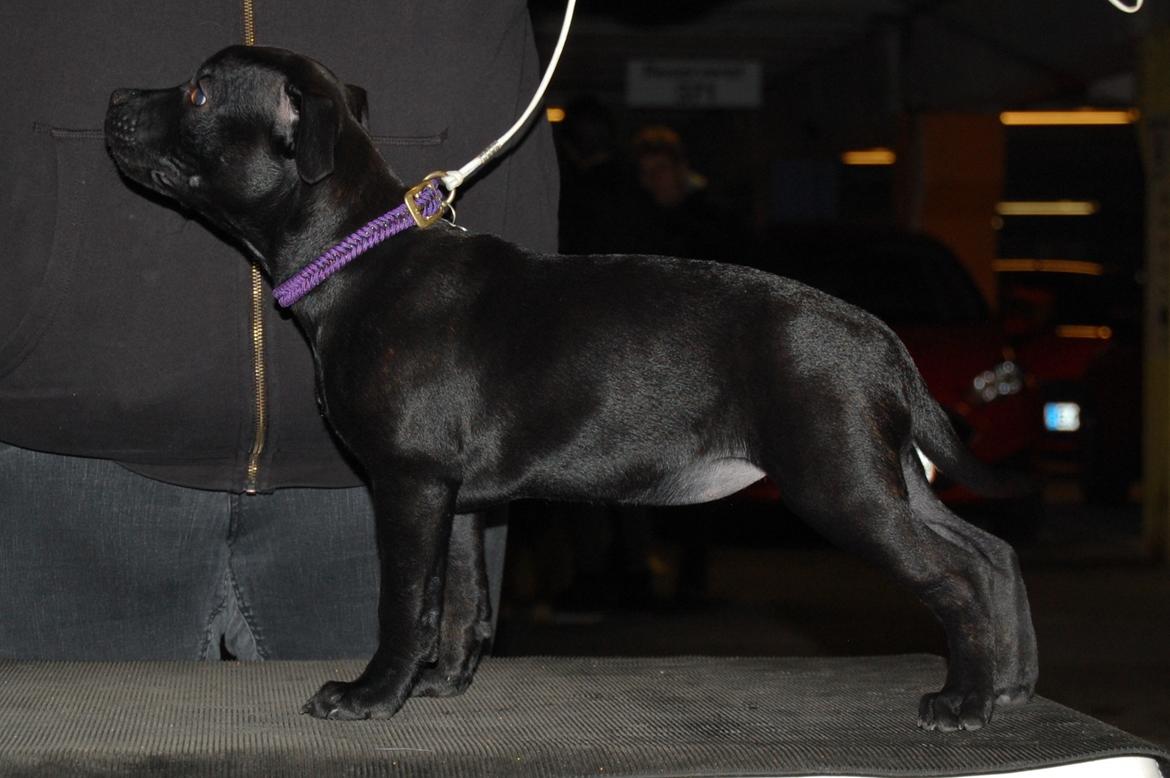 Staffordshire bull terrier Kida - Til ringtræning D. 11/11-19 billede 28