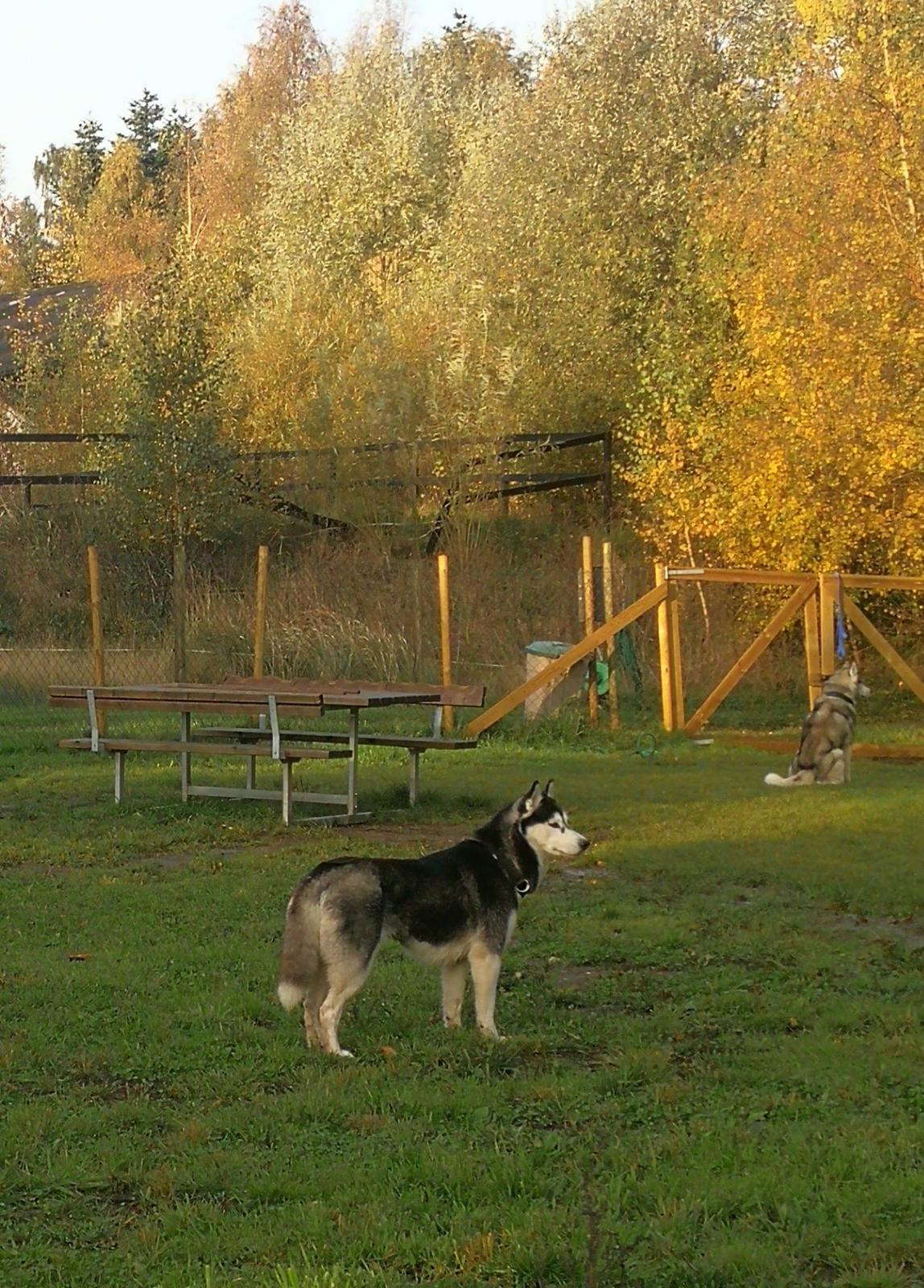Siberian husky Sheena (Mesmocans Black Betty) billede 13