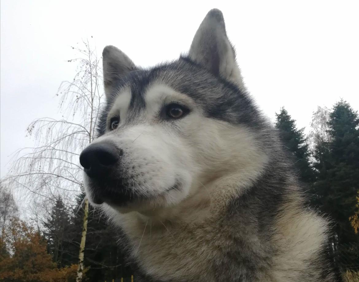 Siberian husky Lufkaz (Mesmocan 7 Cities of Gold) RIP billede 4