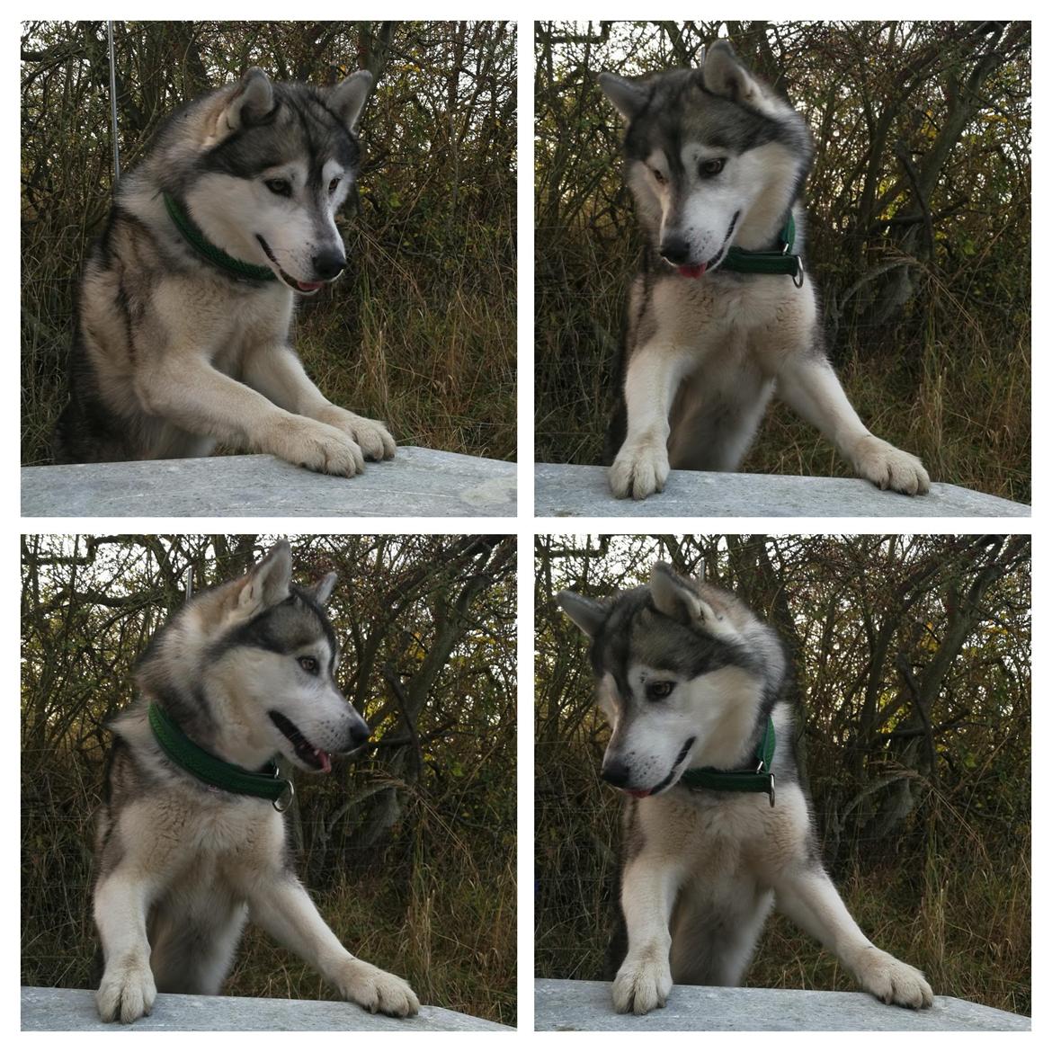 Siberian husky Lufkaz (Mesmocan 7 Cities of Gold) RIP billede 6