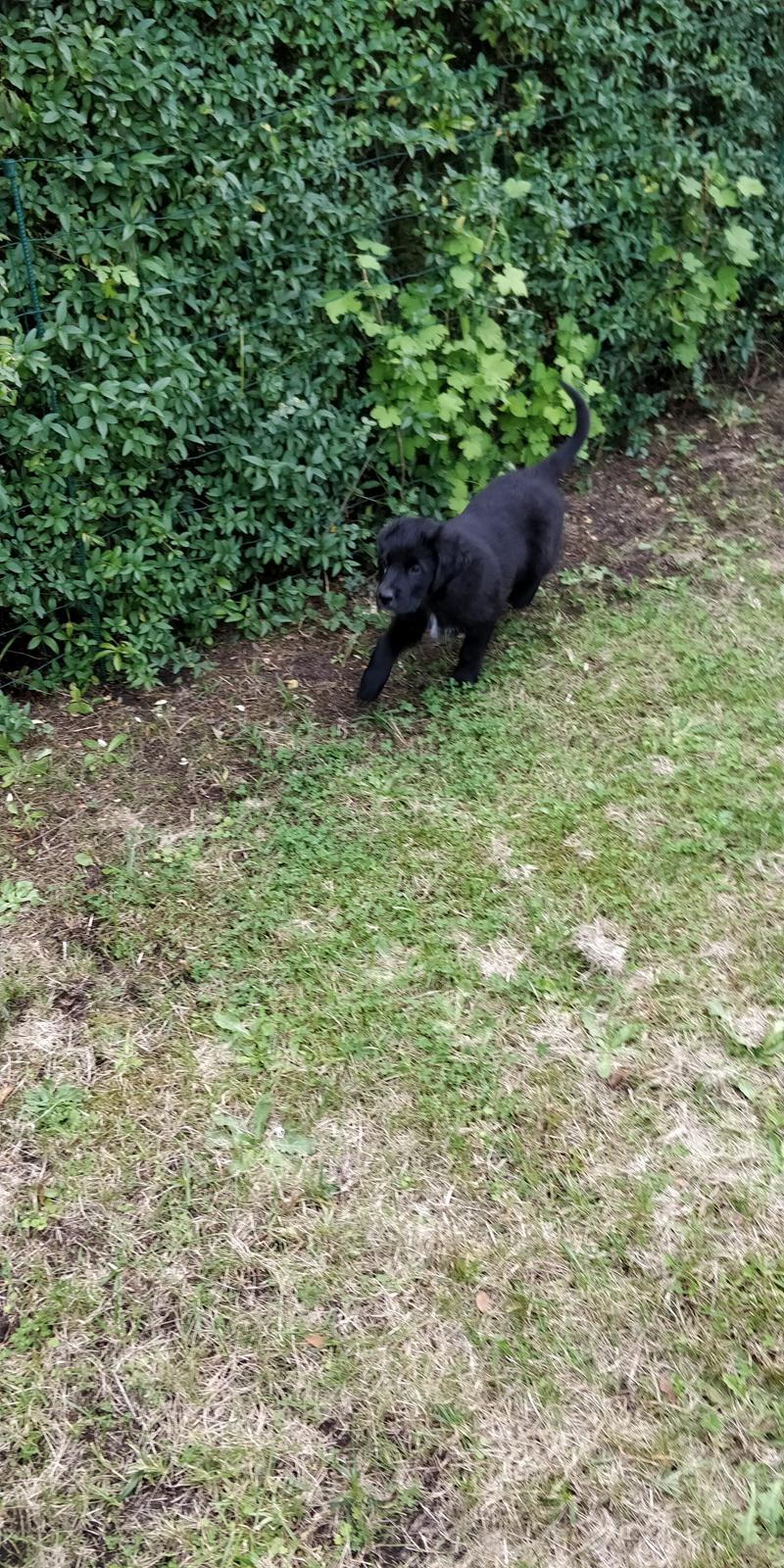 Blanding af racer Max - Fra Første Dag Hjemme d. 1 Okt. billede 5