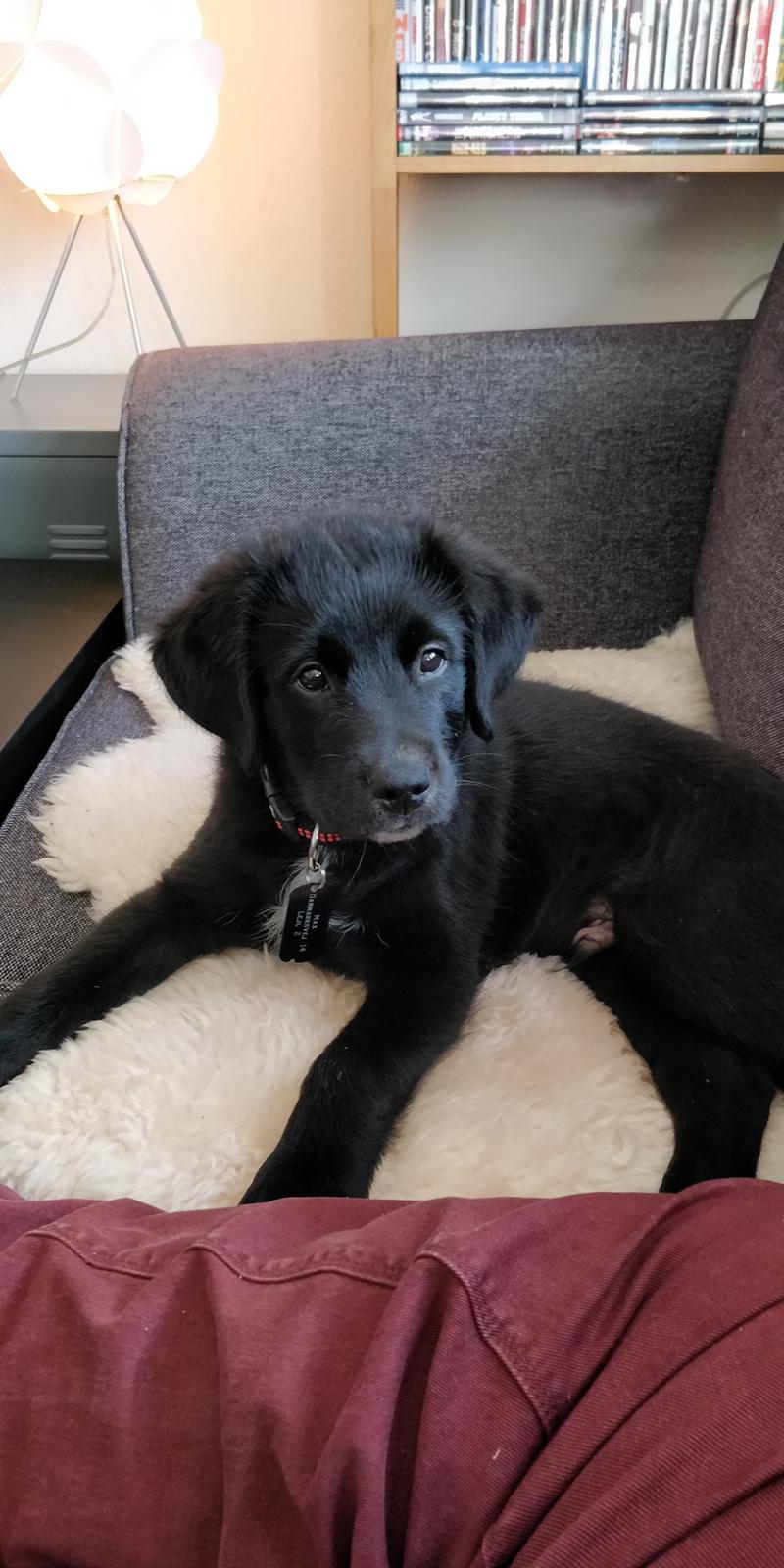 Blanding af racer Max - Hvad var det :) billede 10