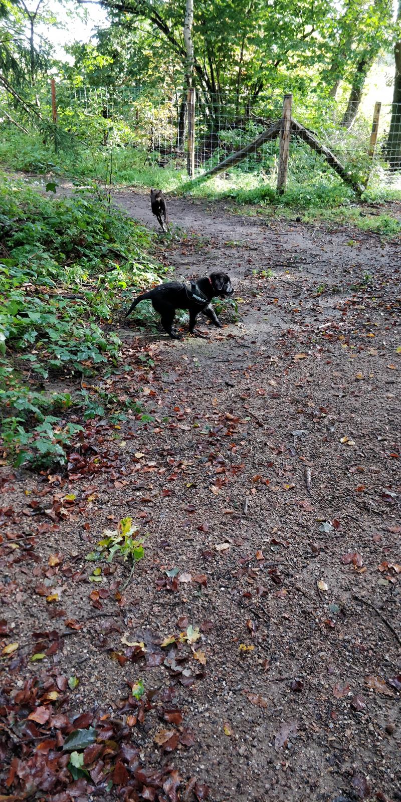 Blanding af racer Max - Første Tur i Hundeskoven billede 11