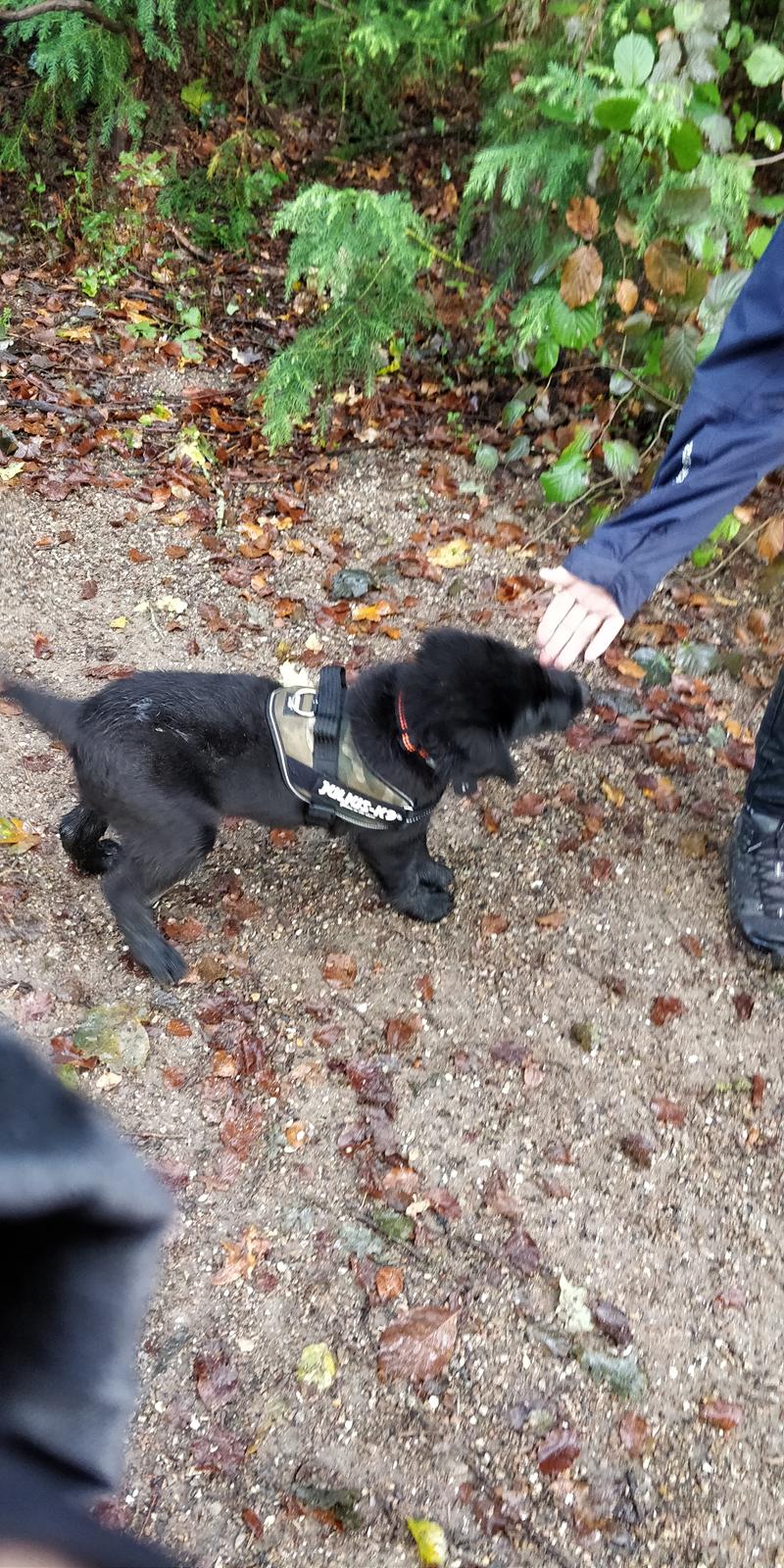 Blanding af racer Max - Første Tur i Hundeskoven billede 12