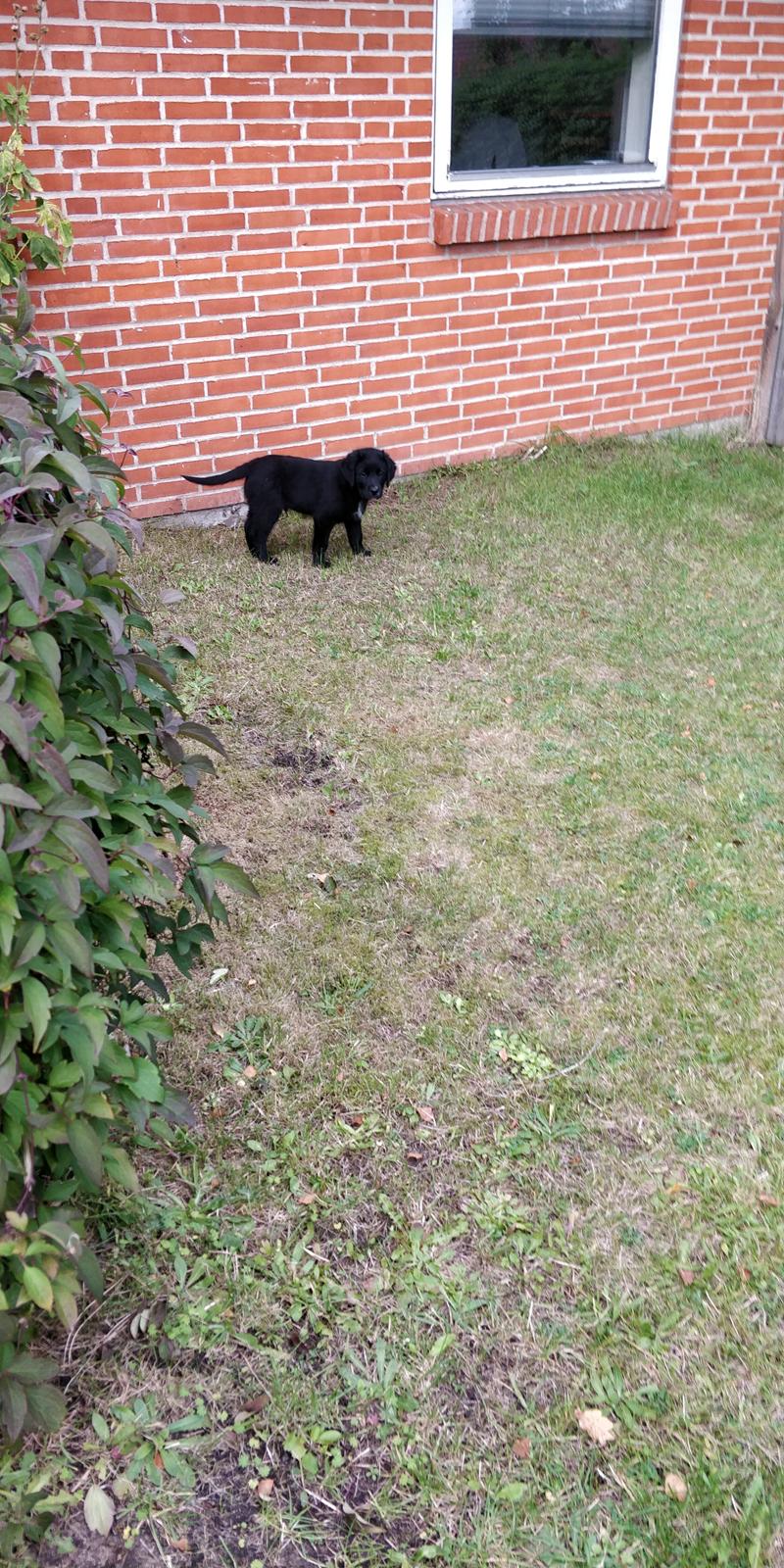 Blanding af racer Max - Fra Første Dag Hjemme d. 1 Okt. billede 4